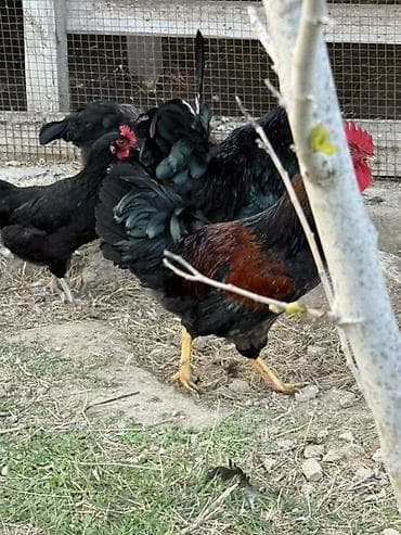 xoruzdar: Məhsul: Qara-lələklı, gümüşi yaxalı toyuq cinsi xoruz Xüsusiyyətlər — 9