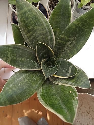 gec bosalmaq ucun bitkiler: Сциндапсус N-Joy — 2