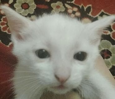 Gəmiricilər: Yaxşı əllərə — 1