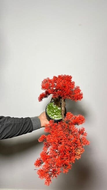 budda: Süni bonsai ağacı – dekorativ içməkan yaşıllaşdırma üçün - Realistik — 18