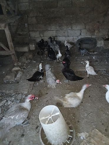 bala tutuquşu: Dişi, | Lal ördək, Damazlıq, Ünvandan götürmə — 2