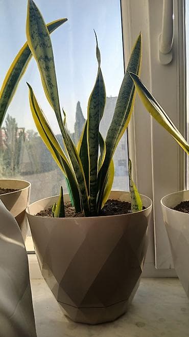 ağ şanı yarpaq: Sansevieria (Qaynanadili) dekorativ otaq bitkisi – 3 ədəd - Növ — 2