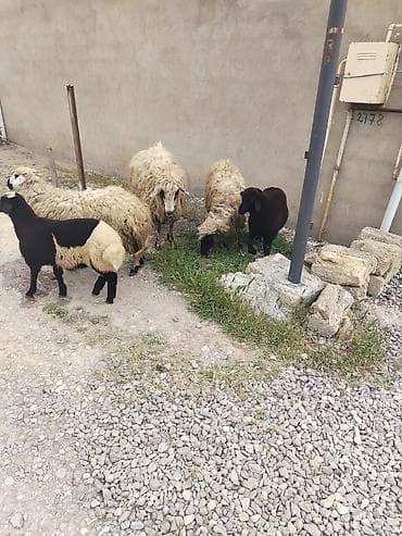 Salam cins qoyunardi ikisi balalidi biri bogazdi reyal alan zey vura — 2