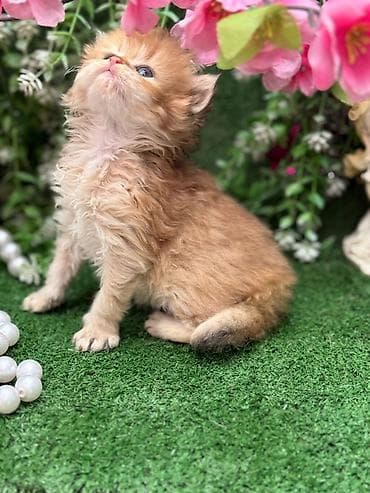 pişim: Şotland yastı qulaq, Dişi, Pulsuz çatdırılma — 2