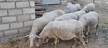 şotland pişiyi satisi: Qoyunlar Satılır BOĞAZ Lakun Sort Damazlığ — 5