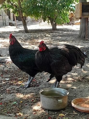 Toyuqlar: Təmiz avsrolop xoruzlardi 6ayliqdi 3 kiloya yaxin çəkiləri var — 7
