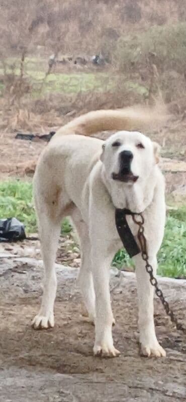 Alabay, 8 ay, Erkek, Peyvəndli, Ödənişli çatdırılma lalafo.az -da Alabay, 8 ay, Erkek, Peyvəndli, Ödənişli çatdırılma