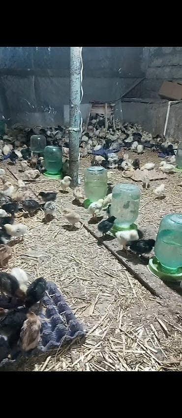 cücə alıram: Toyuq cücələri, Damazlıq — 4