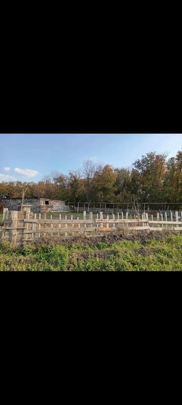 купить дом в азербайджане баку: FERMA /Yevlax r Qaraməmmədli kəndi Sırf Bordaq Kiçik buynuzlu üçün — 4