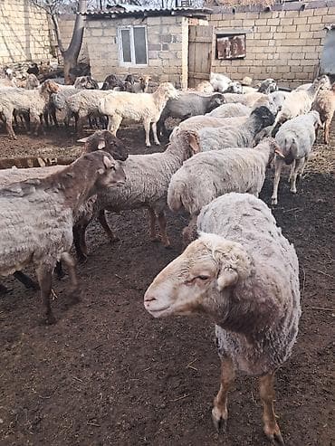 tatarlar qoyunu: Qoyun sürüsü – ət və damazlıq üçün - Növlər: qarışıq yerli və — 3