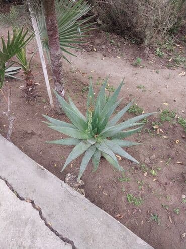 Alaqə vera (Aloe vera) dekorativ və faydalı sukulent bitki.25 bew