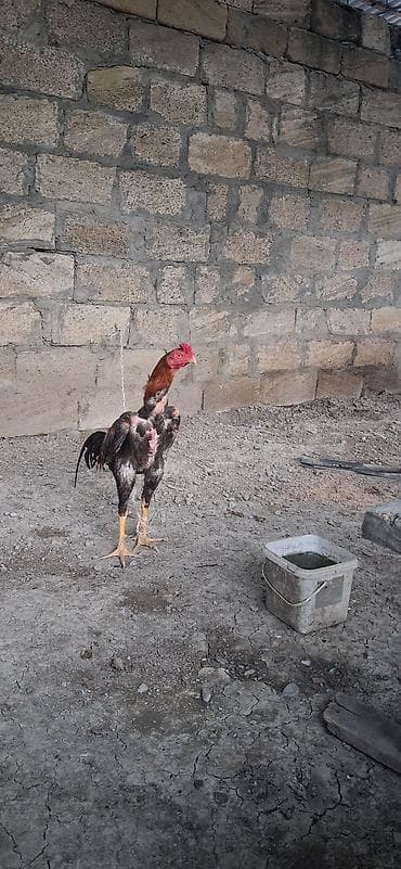 rəngli balıqlar: Heyratı satılır yaxşı cin axtaranlar narahat eləsin . - Cins: Aseel — 1