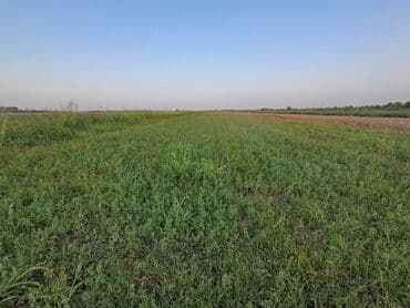 binəqədidə ucuz həyət evləri: 1500 sot, Kənd təsərrüfatı — 5