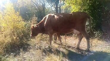 cins inekler: Balasız satılır boğaz deyil — 2