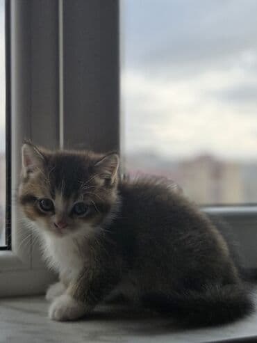 Kasalar: Məhsul: Scottish Təsvir: - Şəkillərdə gördüyünüz çox şirin pişik — 4