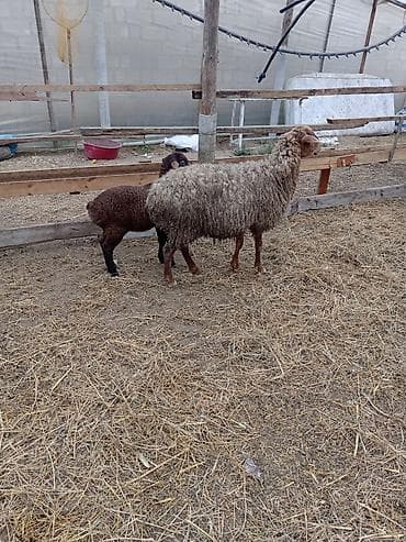 qala quzuları: Dişi, Qala, il: 1, 50 kq, Damazlıq, Ünvandan götürmə — 2