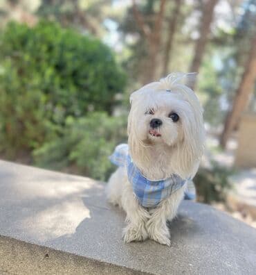 cib iti: Ana atasının Seklı var 1aylıq erkek bala Miniatür it balası – yığcam — 7