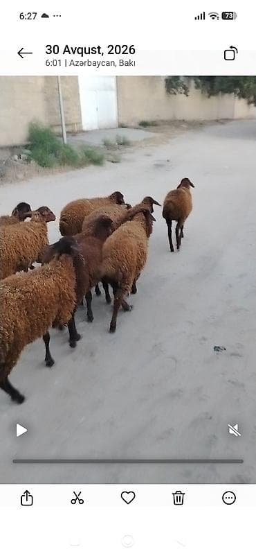 at satılık: Quzu, Erkək, Qala, ay: 1, 25 kq, Damazlıq, Ünvandan götürmə — 2