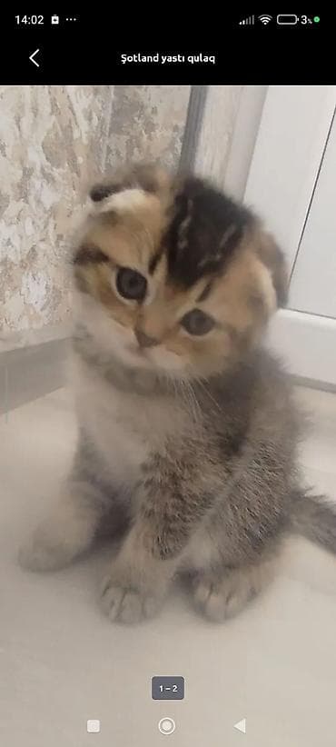 pulsuz pişikler: Şotland yastı qulaq, Dişi, Yaxşı əllərə, Ünvandan götürmə, Ödənişli çatdırılma — 6