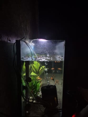 Boyunbağılar: Dördbucaq akvarium, Balıqlarla birlikdə, 74 l, Ödənişli çatdırılma — 3