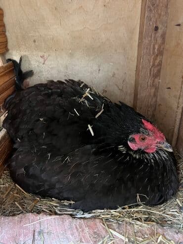 toyuğ cücə: Toyuq, Yumurtalıq, Ödənişli çatdırılma — 2