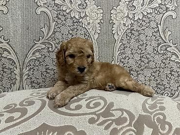 poodle: Pudel, Erkek, Ünvandan götürmə, Ödənişli çatdırılma — 2