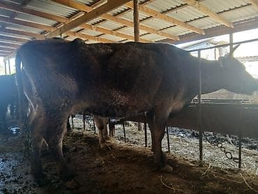 halep keçisi satilir: Dişi, il: 6, Damazlıq — 3