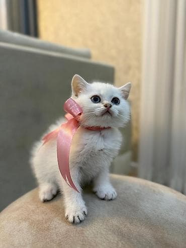 Quşlar: Ağımtüklü, mavi gözlü balaca pişik balası - Rəng: qar kimi ağ tüklər — 2