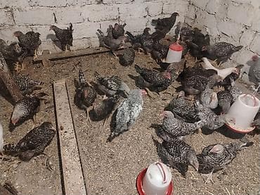 bakida it satislari: Xarkov sortu, vaksinləri vurulub, 4 aylıqdır, cəmi 70 dənə qalıb ciddi — 1