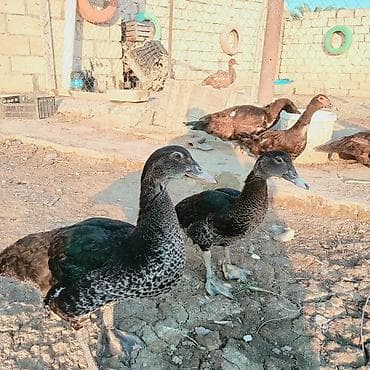 ev heyvanları satışı: Erkək, | Lal ördək, Ətlik — 2