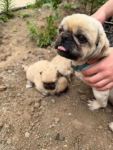 avcarka bala: Pekines, 1 ay, Dişi, Peyvəndli, Rayonlara çatdırılma — 8