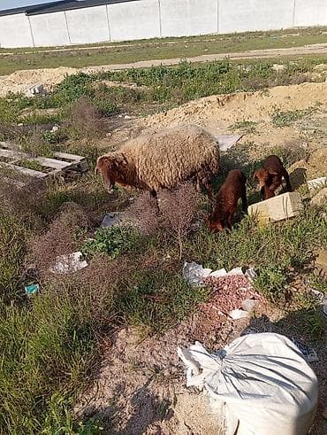 Бараны, овцы: Qoyun ana və 2 quzu dəsti - Cins: yerli qoyun (quzu rəngi — 1