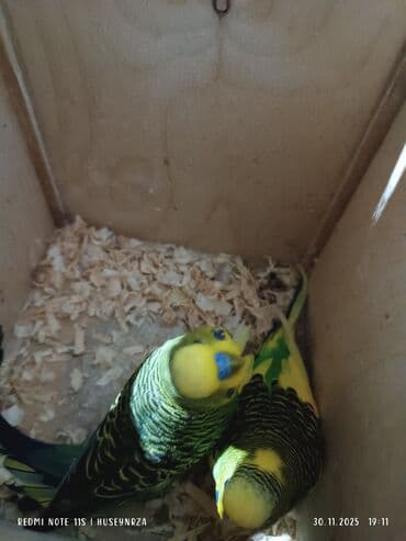 ana arı satışı: Bala veren cüt papuqay satılır cütü 30 m — 2