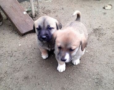той пудель цена в баку: Çubuş zvonok balaları iki erkək . hərcür yeməyə başladılar — 1