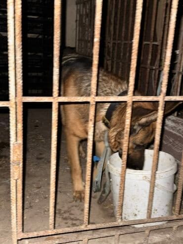 balaca itler: Alman çoban iti, 1 il, Dişi, Peyvəndli, Ünvandan götürmə, Ödənişli çatdırılma — 1