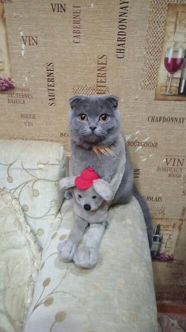 вислоухие коты серые: Шотладская вислоухая, Самка, В добрые руки, Самовывоз — 2