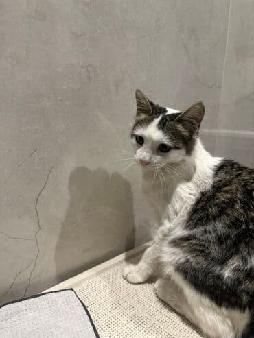 pişik ucun yuva: Yaxşı əllərə — 4