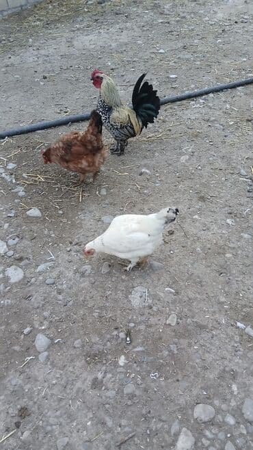 toyuga verilen adlar: Toyuq, Damazlıq — 1