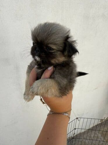 pekinesin qiymeti bazarda: Pekines, 3 ay — 2
