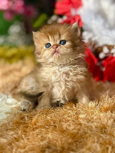 cins pisik cutlesdirme: Yaxşı əllərə — 5