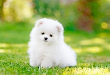 Şpitz, 2 ay, Erkek, Sənədli, Rayonlara çatdırılma, Pulsuz çatdırılma, Ünvandan götürmə lalafo.az -da Şpitz, 2 ay, Erkek, Sənədli, Rayonlara çatdırılma, Pulsuz çatdırılma, Ünvandan götürmə