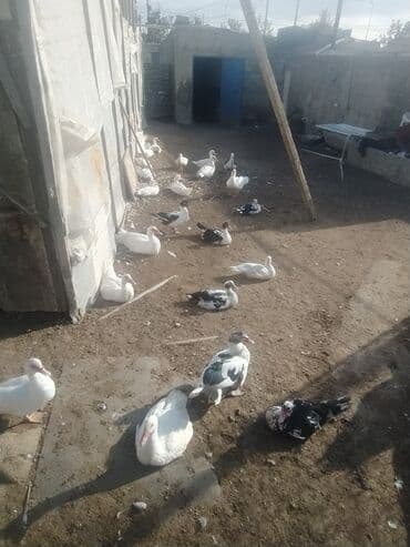ruan ordək: 35 ədən lal ördək hamısı birlikdə 550 azn coxsu iridir — 2