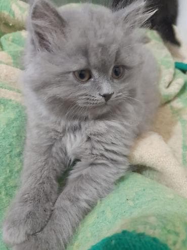 pişim: Britan — 3