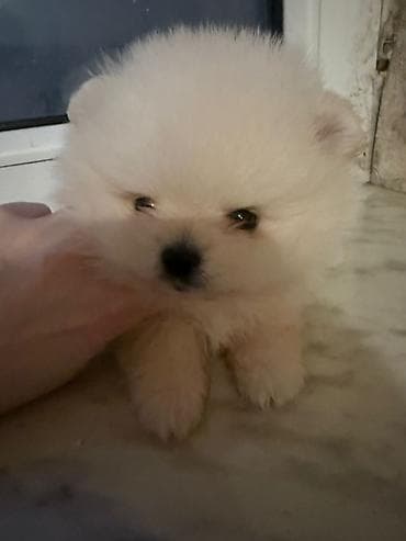 itlerin satışı: Şpitz, 1 ay, Erkek — 3