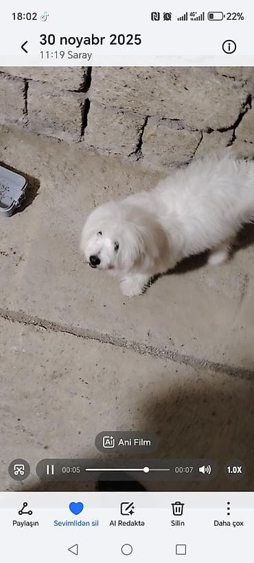 Akvariumlar: Ağ tüklü, xırda cins it - Yumşaq, uzun və qarlı ağ rəngli tüklər - — 3