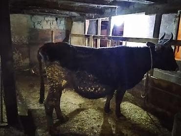 Inək qısırdı bu nömrəyə zəng eləyin 0705061118