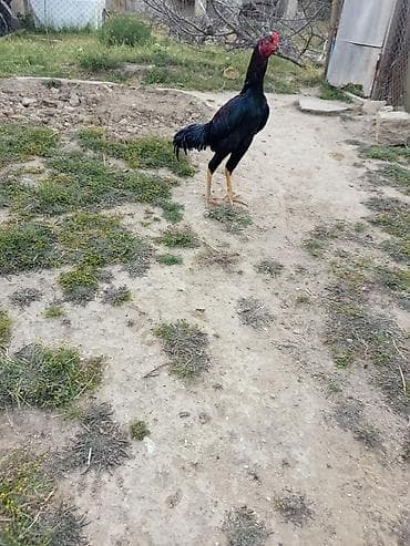 tap az pisik: Heyrati bece qara rengde 7 ayliqdi — 2