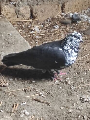 goyerçin: Məhsul: Göyərçin salam çil döş maya satilir, super bala verən sağlam — 7