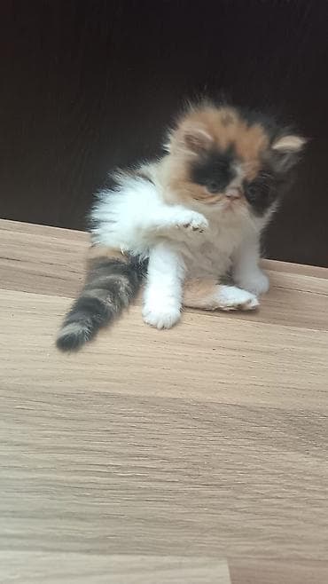 xoruz sekilleri: Fars — 5