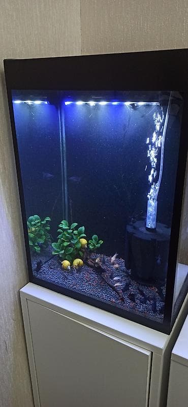 akvarium kompressor: Hündürlüyü 51.eni 27 uzunluğu 36 su tutumu 50 litr şkaf ilə balıqlar — 2